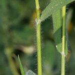 Trisetaria panicea Blad