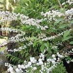 Spiraea cantoniensis Цвят