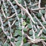 Microgramma vacciniifolia Tervik taim