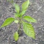 Capsicum annuum Leaf