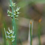 Carex garberi Fruto
