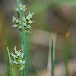 Carex garberi Ffrwyth