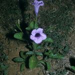 Ruellia tuberosa Flor