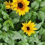 Helianthus debilis Flower