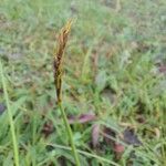 Carex uncinioides Habit