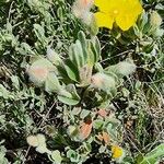 Cistus lasianthus Leht