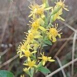 Solidago virgaureaЦветок