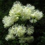 Thalictrum aquilegiifolium Flower