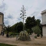 Agave americanaBuveinė