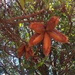 Flindersia australis Fruit