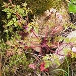 Geranium robertianum Συνήθη χαρακτηριστικά