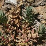 Euphorbia corsica Hábito