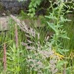 Calamagrostis canescens ফুল