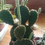 Opuntia aciculata Ліст