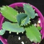 Kalanchoe laetivirens برگ