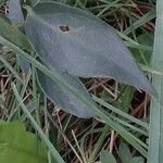 Vincetoxicum nigrum Leaf