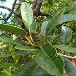 Polyosma spicata Fruit