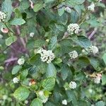 Physocarpus capitatus Flower