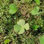 Marsilea quadrifolia Leaf
