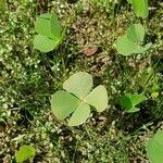 Marsilea quadrifolia Likasa