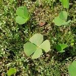 Marsilea quadrifolia Лист