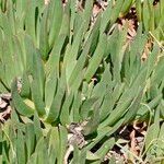 Carpobrotus chilensis Hoja