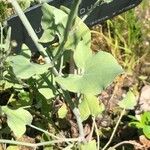 Rumex scutatus Hoja