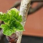 Ribes nigrum Leaf