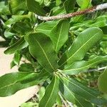 Pittosporum viridiflorum ഇല