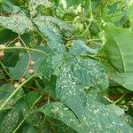 Distimake aegyptius पत्ता