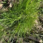 Festuca heterophylla Blatt