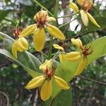 Mussaenda arcuata Flor