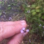 Verbena menthifolia Flower