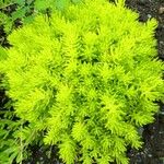 Sedum mexicanum Blad