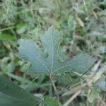 Hibiscus aculeatus Fulla