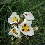 Sagittaria montevidensis Floare