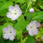 Phacelia purshii 花