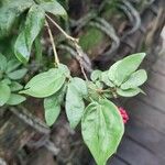 Calliandra tergemina পাতা