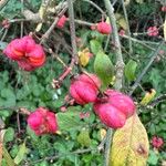 Euonymus europaeusFruit