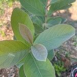 Psidium guineense 叶