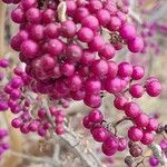 Callicarpa bodinieri 果實