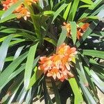 Clivia x cyrtanthiflora Цветок