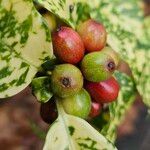 Aucuba japonica Fruit