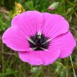 Geranium subcaulescens Blüte