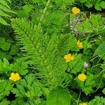 Equisetum telmateia Hoja