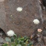 Chaenactis carphoclinia Flower