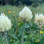 Trifolium canescens Blodyn