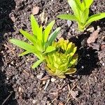 Lilium bulbiferumFlor