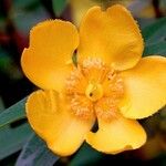 Hypericum × hidcoteense ফুল