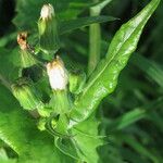 Sonchus oleraceus Květ